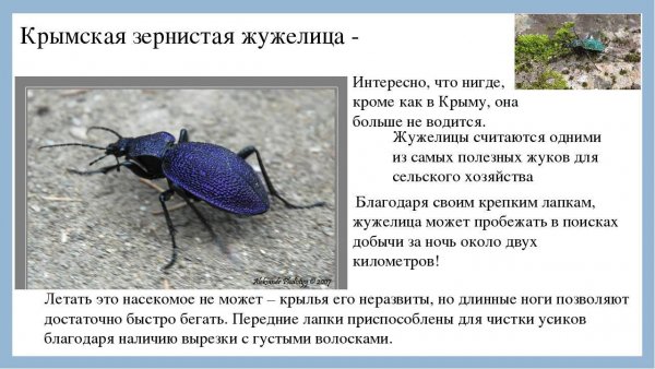 Крымская зернистая жужелица