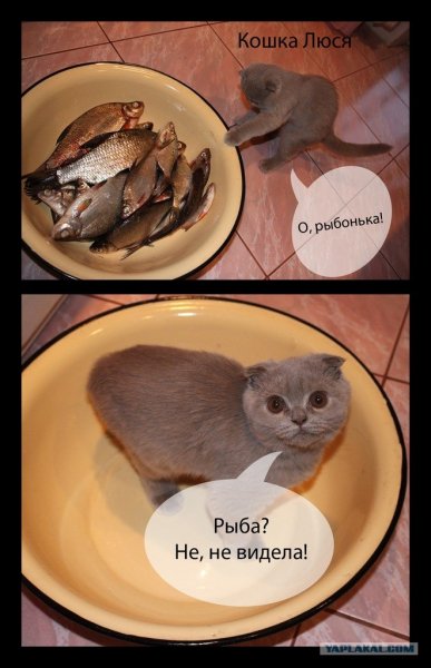Нет, не видела!