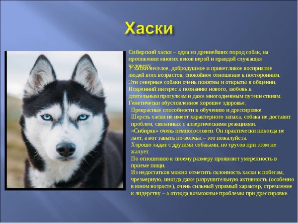 Хаски