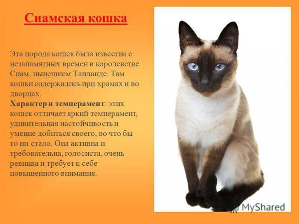 Сиамская кошка