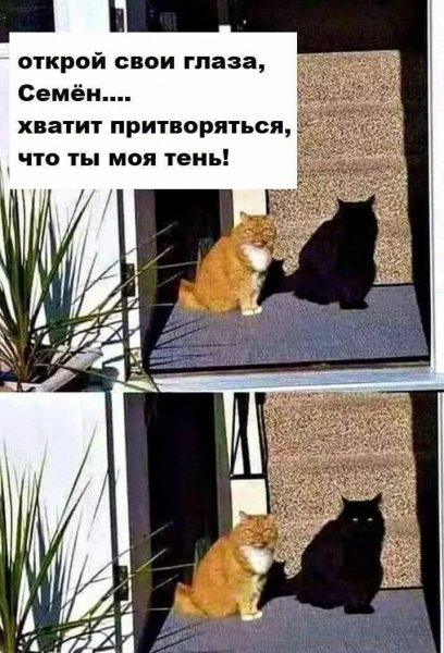 Моя тень!