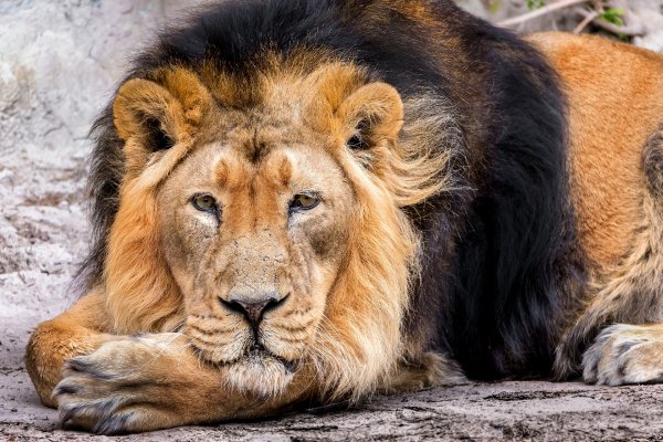 Lions Glance 533332 4720x3147