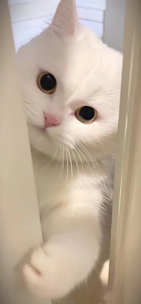 Kat