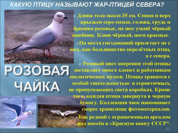 Розовая чайка