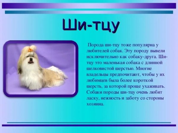 Ши - тцу
