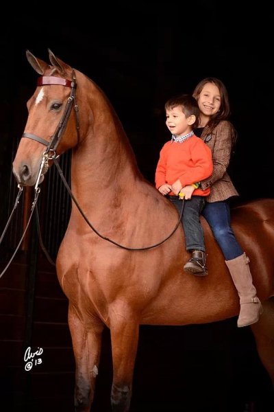 Horses love