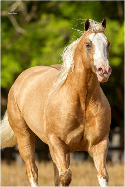 Красавец!!! Horses love