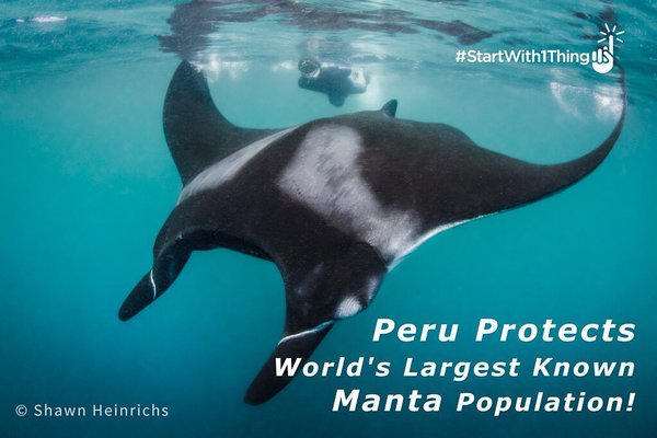 Racing Extinction