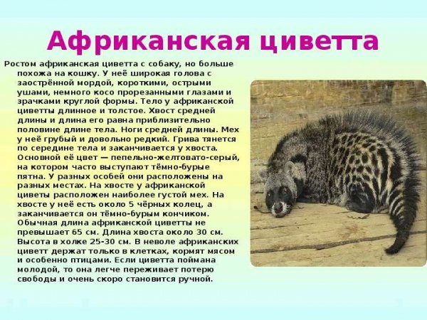 Циветта