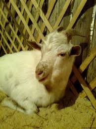 pics