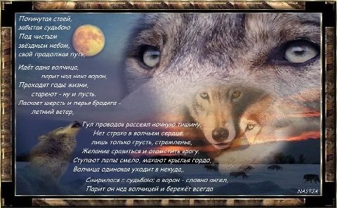 Volki