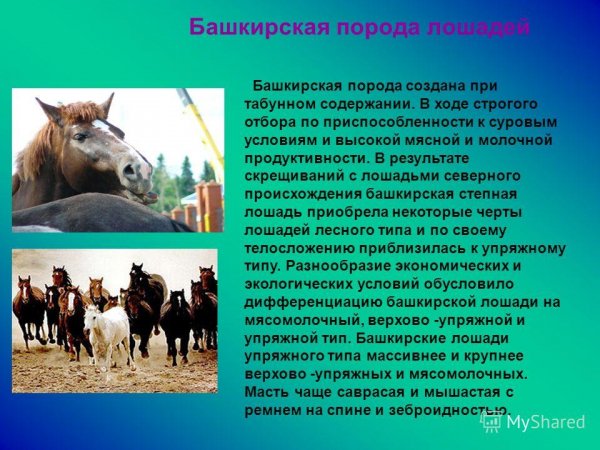 Башкирская порода лошадей