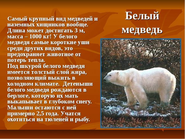 Белый медведь