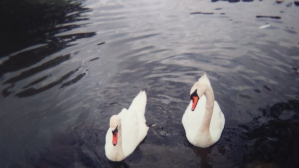 picture_102728511