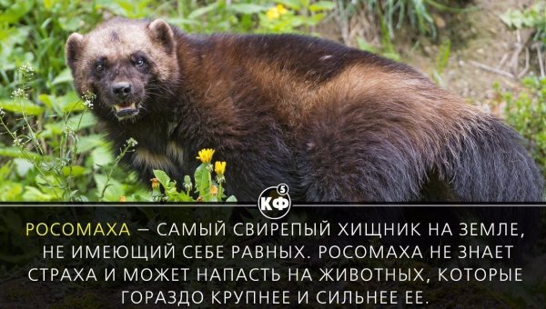 Росомаха