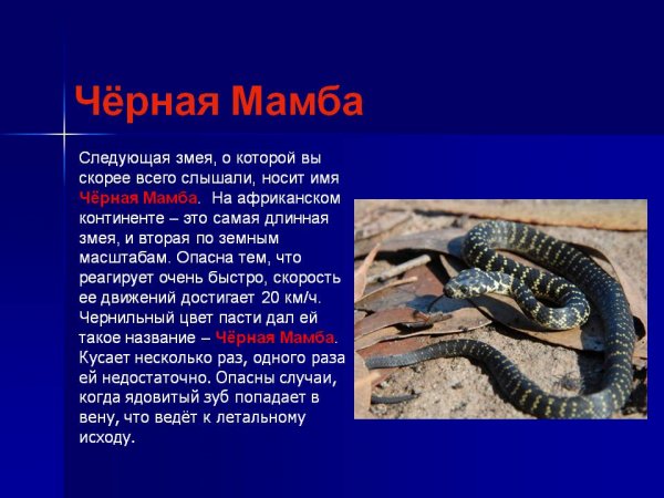 Чёрная мамба