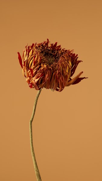 FlowerTexture003