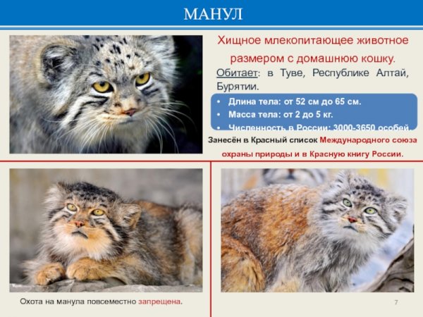 Манул
