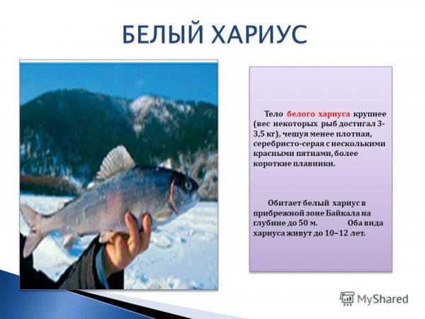 Белый хариус