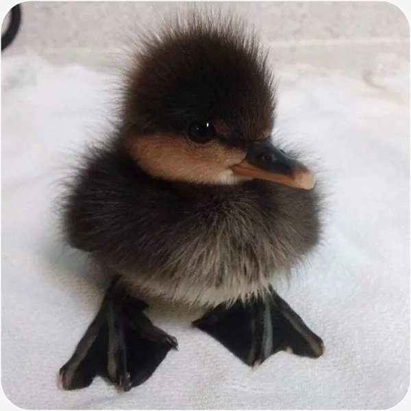 duck