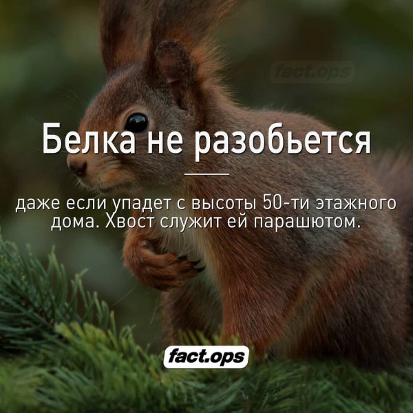 fact.ops- CFCIo6rjmhA -