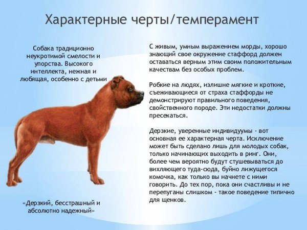 Стаффорд