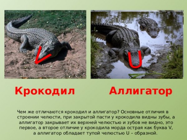 Различия