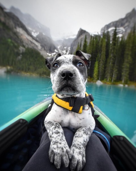 MEDIA # OF DOG