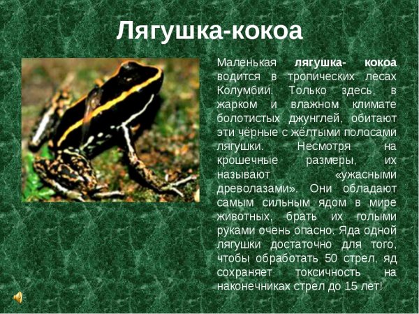 Лягушка - кокоа