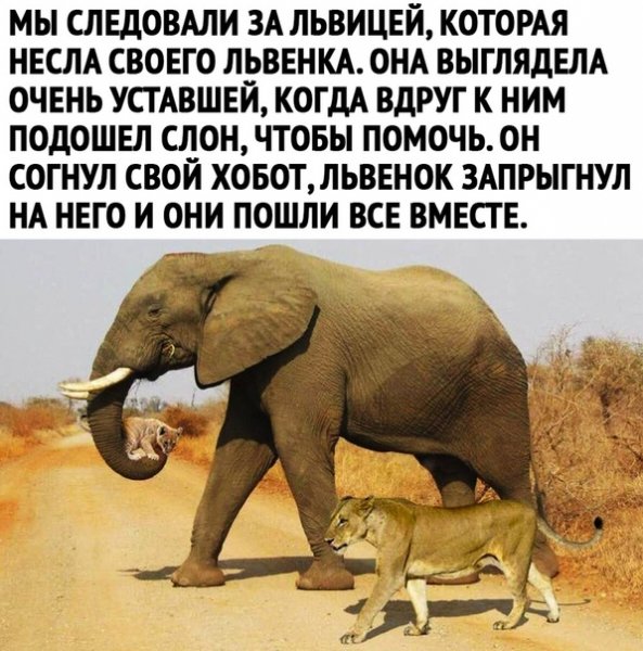 животные