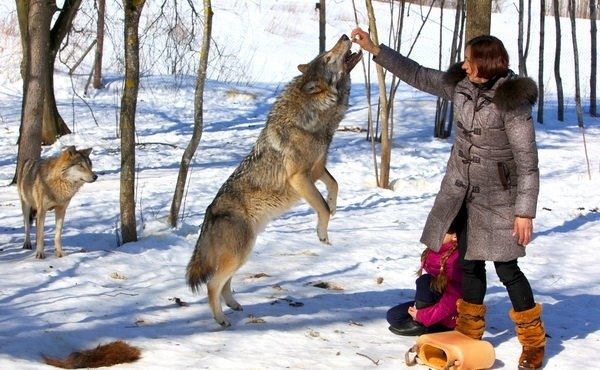 Волки семьи Селях 4