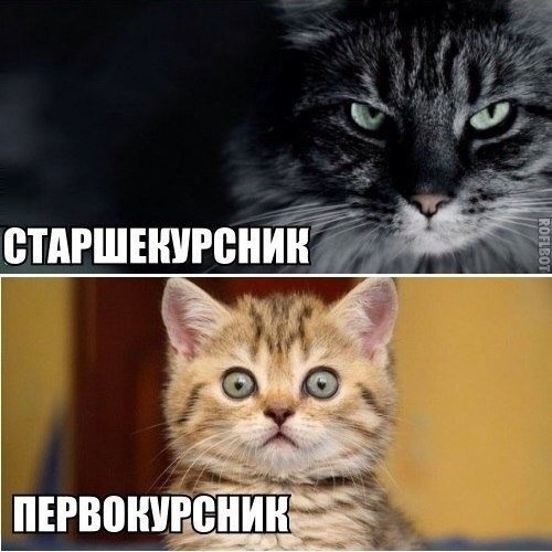 первокурсник