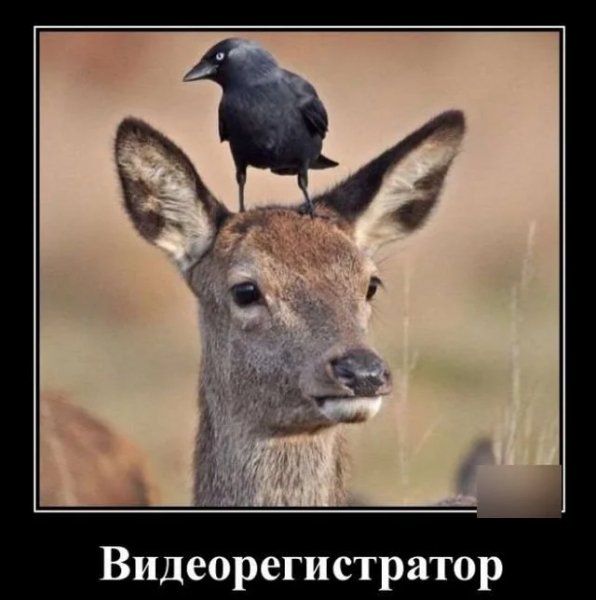 Видеорегистратор