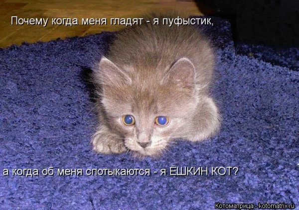 Ёшкин кот