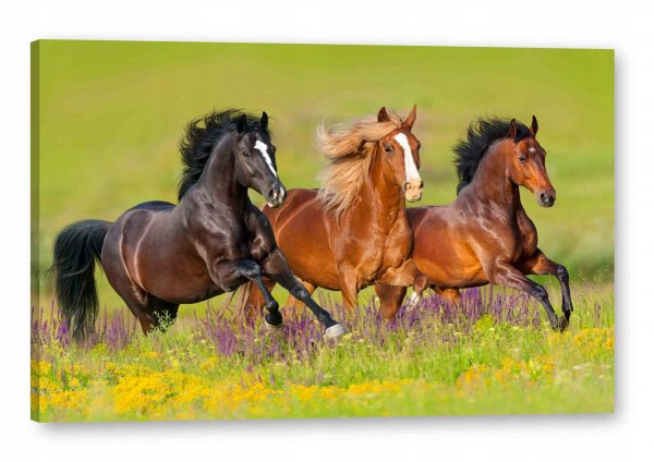 Obraz-na-plotnie-120x80-Obrazy-na-sciane-Konie