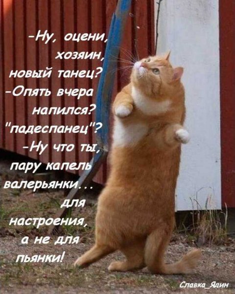 Новый танец