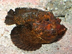 px-Stone Fish at AQWA SMC2006