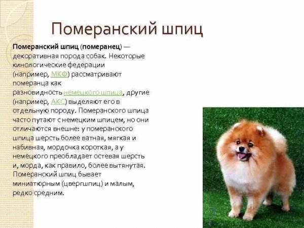 Померанский шпиц