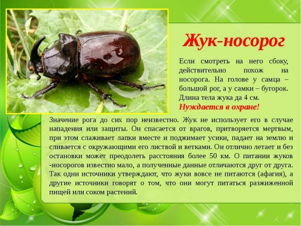 Жук - носорог
