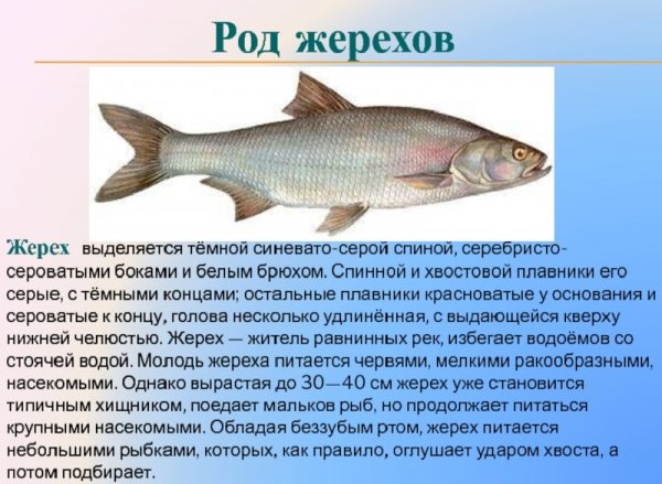 Жерех