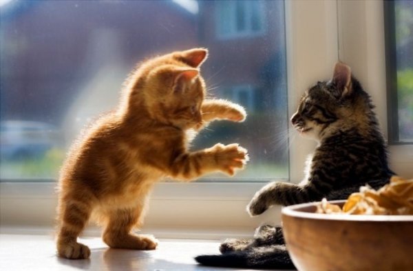 cats cats 61