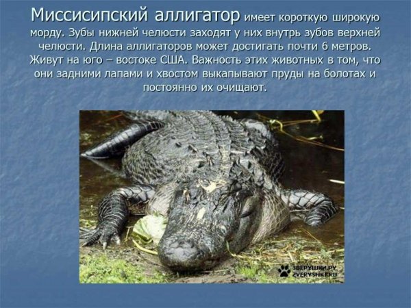 Аллигатор