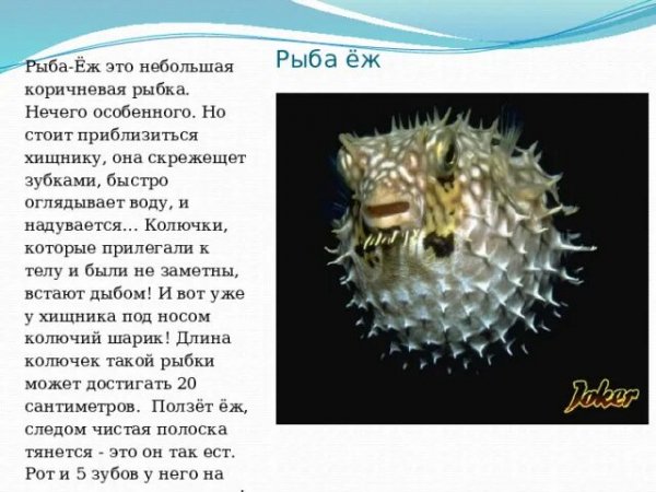 Рыба ёж