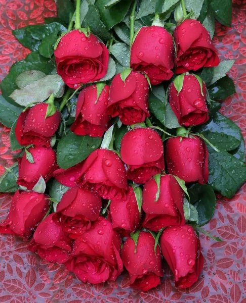 Roza
