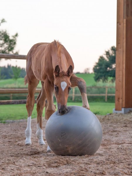 BEST HORSE
