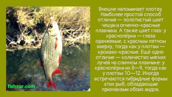 Красноперка