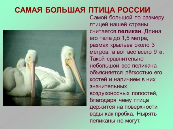 Пеликан