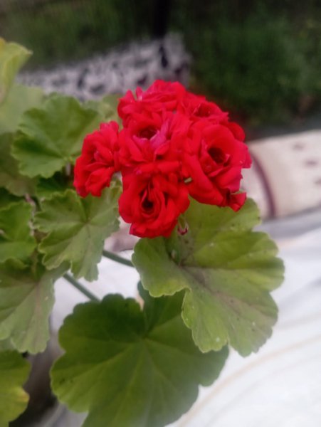 IMG-20240811-WA0072