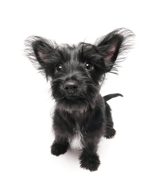 MEDIA # OF DOG