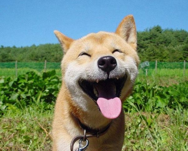 R3L8T8D-650-cute-smiling-animals